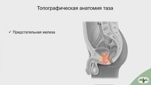 Топография предстательной железы