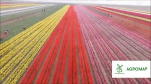 Урожай тюльпанов! Голландия. Выращивание.