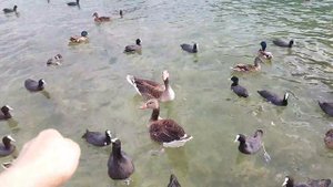 Утки, гуси и лебедь на озере Zugersee