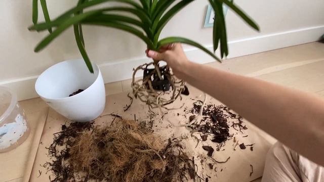 Пересадка ванды на подвес из кашпо с корой! Как лучше посадить и пересадить орхидею ванду