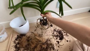 Пересадка ванды на подвес из кашпо с корой! Как лучше посадить и пересадить орхидею ванду