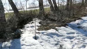 Сбор березового сока 2022 Лучший способ! Без вреда для дерева!