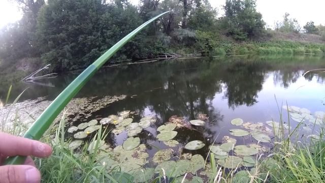 Плотва на реке в августе.летняя рыбалка на поплавочную удочку,наживка кукуруза,тесто , опарыш смотреть онлайн