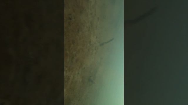 Зимняя рыбалка. Съемка под водой смотреть онлайн