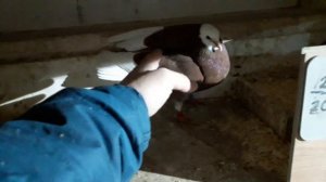 Пермские высоколётные Кировской области.