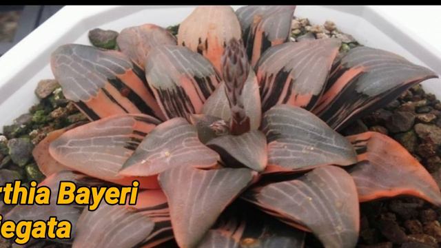 55 TYPES HAWORTHIA PLANTS/ PLANT IDENTIFICATION смотреть онлайн