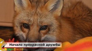 Как завести домашнюю лису?