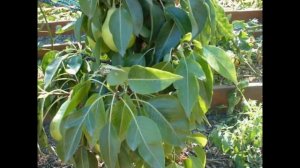 Колоновидная груша.  Сбор урожая. часть 1. dwarf pear