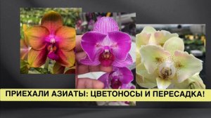 @orhorai открыл сезон: взрослые цветущие бабочки и подростки с цветоносами приехали из Тайваня!!!