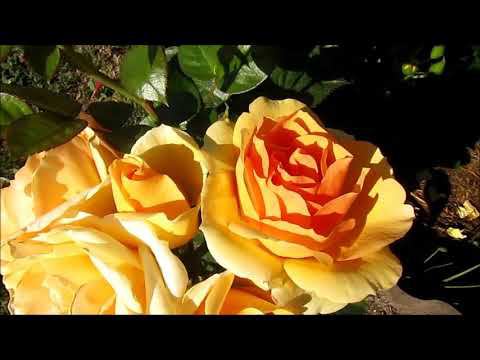 РОЗЫ. ДВЕ ЖЕЛТЫЕ ПРЕЛЕСТНИЦЫ ФЛОРИБУНДЫ.China Girl (Tantau),Hansestadt Rostock (Hans Jürgen Evers) смотреть онлайн