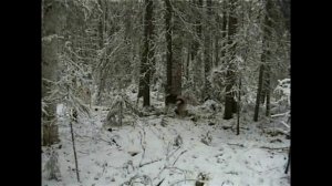 Мои первые охоты с западносибирскими лайками. Охота на соболя, барсука, медведя, лося.