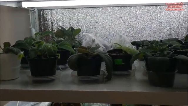 СТЕЛЛАЖИ для ФИАЛОК и ГЛОКСИНИЙ ? 5 СЕКРЕТОВ УСПЕХА смотреть онлайн