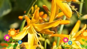 Крокосмия обыкновенная Джордж Дэвидсон. Краткий обзор, описание crocosmia George Davidson