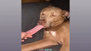 Самые смешные кошки и собакены