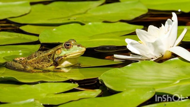 Рассталась с немцем. Скрытый нарцисс с раздутым эго. Часть 2 смотреть онлайн