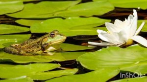 Рассталась с немцем. Скрытый нарцисс с раздутым эго. Часть 2