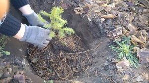 Посадка хвойников осенью/ Нитроаммофоска , как удобрение в грунт/.planting conifers in autumn