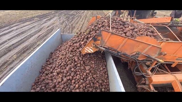 Уборка картоплі 2022 ЮМЗ 6 & КПК2, Газ 3307, МТЗ 80 & Anna, МТЗ 892 & Anna задіяні всі. смотреть онлайн