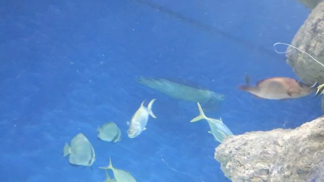 МЕТРОВАЯ Черепаха под подой, подводные морские черепахи в большом бассейне-аквариуме за стеклом смотреть онлайн