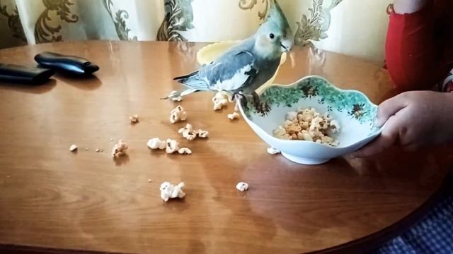 Попугай корелла кушает поп-корн