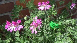 Pelargonium ´Pink Capricorn´