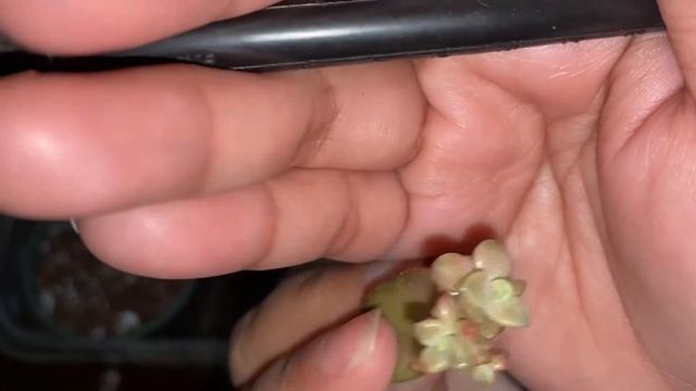 Let’s Repot the Babies||Leaf Propagation||Flowers of Chicks and Hens Succulent смотреть онлайн