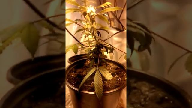 Poor man's grow update 1/4/15 смотреть онлайн