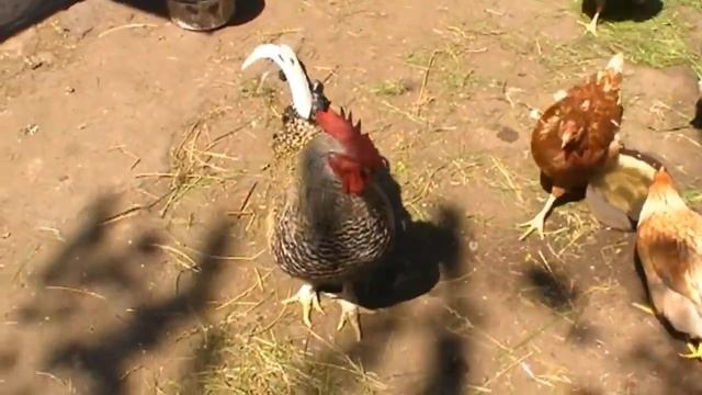 Куры несушки Ломан Браун смотреть онлайн