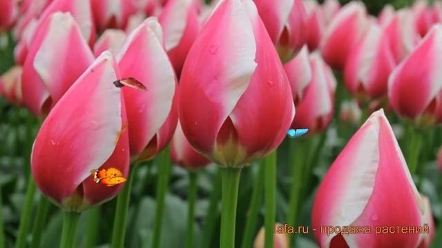 Тюльпан гибридный Рашн Принцесс (tyulpan) ? обзор: как сажать, луковицы тюльпаны Рашн Принцесс смотреть онлайн
