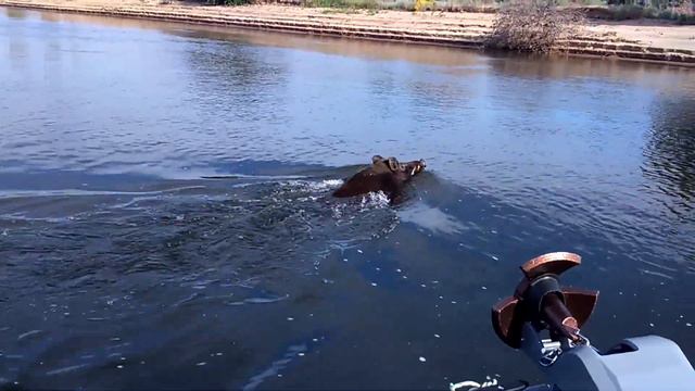 Кабан переплывает Волгу. смотреть онлайн