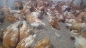 Ломан Браун 2 месяц