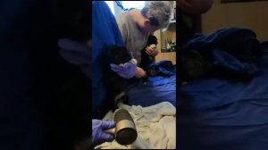 ЩЕНОЧКИ ИЩУТ СВОИХ ХОЗЯЕВ💖/Полянка, приют для собак, СПб