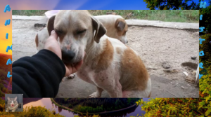 Пес был очень худым, его шерсть почти вся облезла