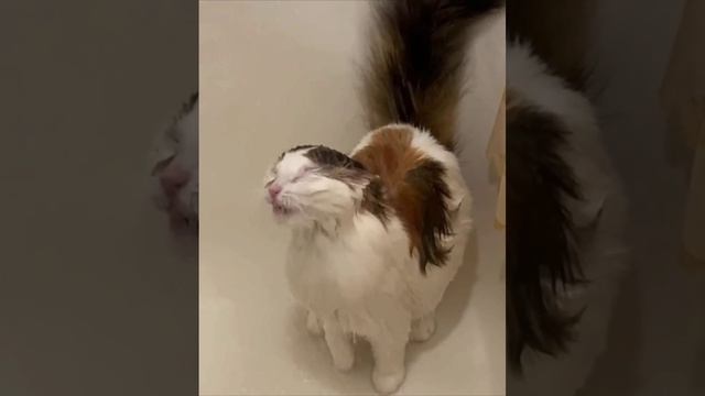 МИЛОТА 😍 КАКАЯ смотреть онлайн