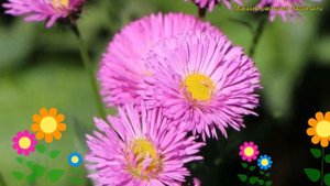 Мелколепестник сизый Си Бриз. Краткий обзор, описание характеристик erigeron glaucus Sea Breeze