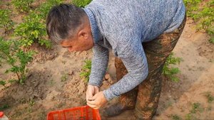 БОЛЕЗНИ БОТВЫ КАРТОФЕЛЯ И СПОСОБ ЛЕЧЕНИЯ ФУНГИЦИДОМ "СКОР". ЛЕТО. 2021. БУРЯТИЯ