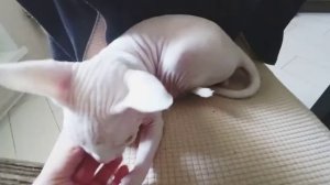 Новое место/Перестал пахнуть и оставлять пятна/Ещё один сфинкс ?