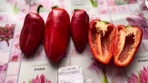 Перец сорта Ласточка ,вкусный сочный собираем семена на следующий сезон 2024 года .