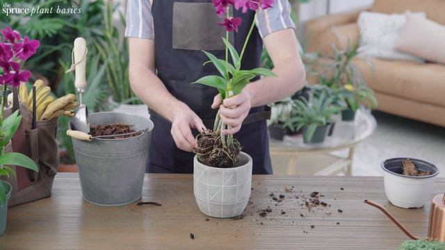 Dendrobium Orchid Care & Growing Guide смотреть онлайн