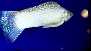 Аквариумная рыба моллинезия велифера.