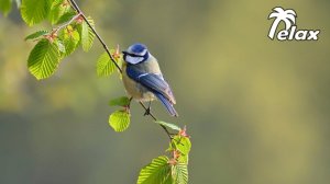 Forest Birds Sing by the River in the Spring Forest