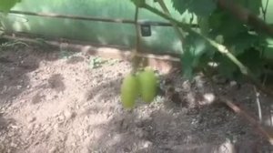 Виноград Мальчик с пальчик Калугина В.М.. отказался расти 2020г