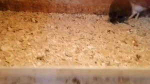 Как улучшить аппетит цыплят. Содержание и кормление цыплят до 20 дней.