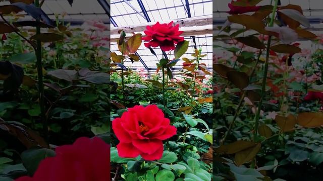 【4K】Abraham Lincoln "Mister Lincoln"  Rose Garden |  Stars and Stripes Forever