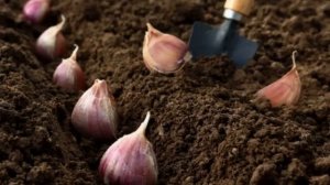 Когда и как сажать чеснок осенью 2023 года. Правила посадки чеснока осенью. Благоприятные дни