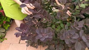 Скумпия в средней полосе ? Переживет ли зиму? / Садовый гид