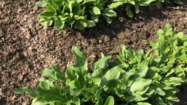 Редиска Урожай ,дача смотреть онлайн