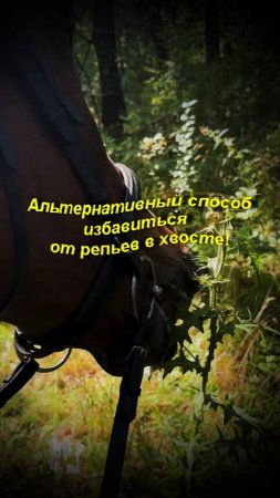 Альтернативный способ избавиться от репьев в хвосте!