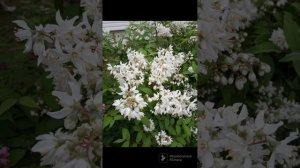 Один из самых неприхотливых и красиво цветущих кустарников - дейция!