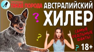 Такая порода. Австралийский хилер